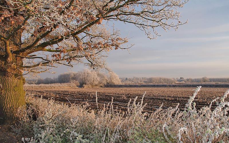 The Meadow in winter