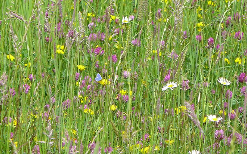 The Meadow in summer