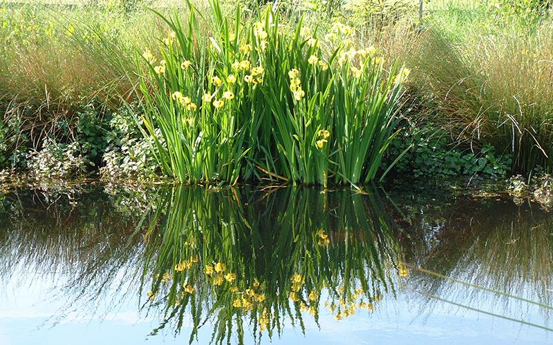 Wildlife pond