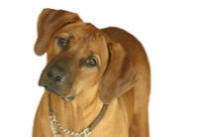 Rhodesian Ridgeback Welfare Trust and Rosehill Farm Boarding Kennels