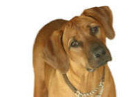 Rhodesian Ridgeback Welfare Trust and Rosehill Farm Boarding Kennels