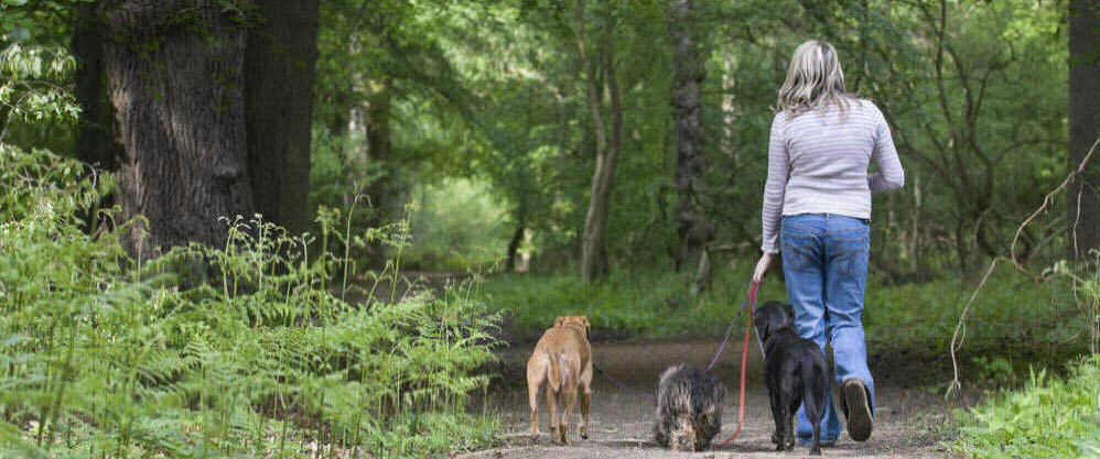 Rosehill Farm Boarding Kennels All Dogs Are Walked 3 Times A Day